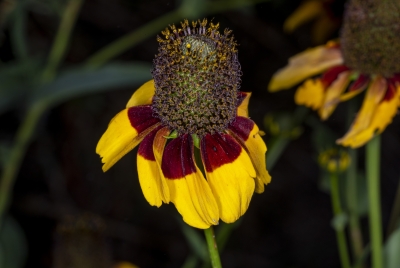 Mexican Hat May 2020